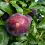 Pluot® FLAVOR SUPREME, kont.