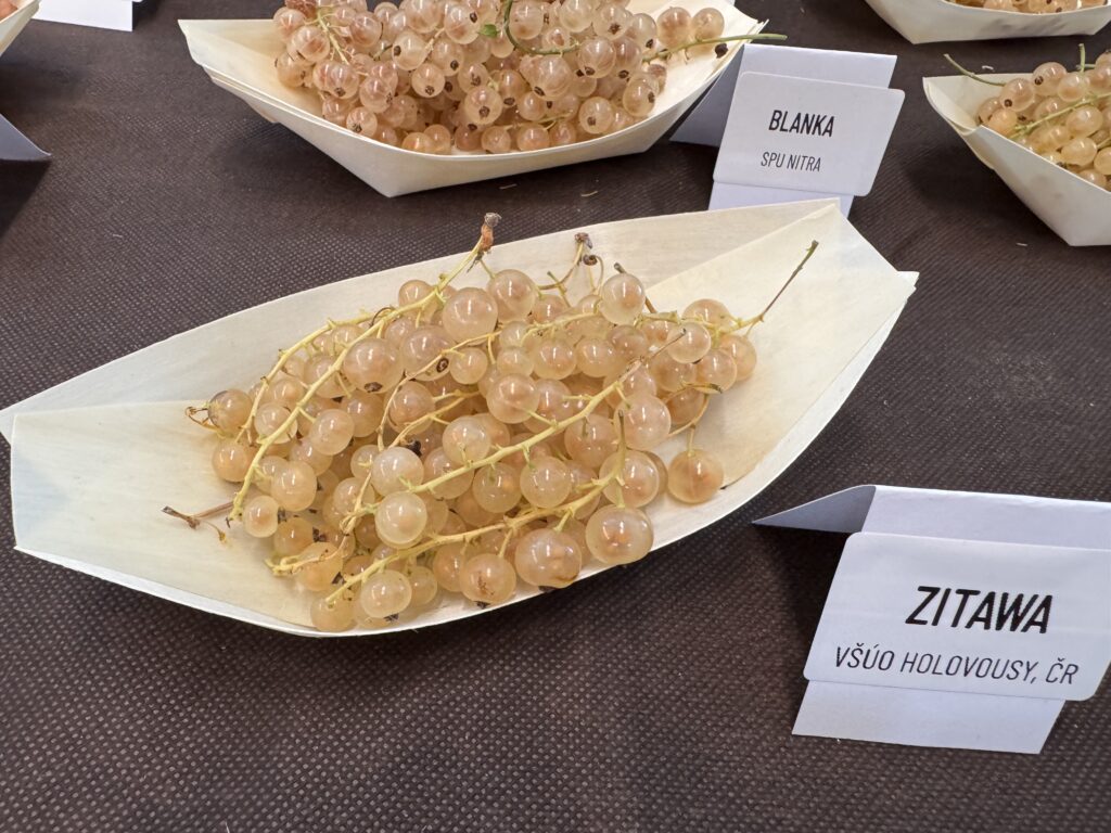 Ríbezľa kríčková ZITAVIA, kont.