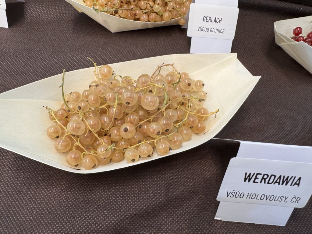 Ríbezľa kríčková WERDAVIA, kont.