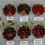 Kríženec CARMINE JEWEL, kont.