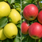 Jabloň DUO - GOLDEN DELICIOUS + IDARED