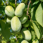 Asimína MANGO, kont.