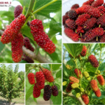 Moruša biela RED NR.2, kont.