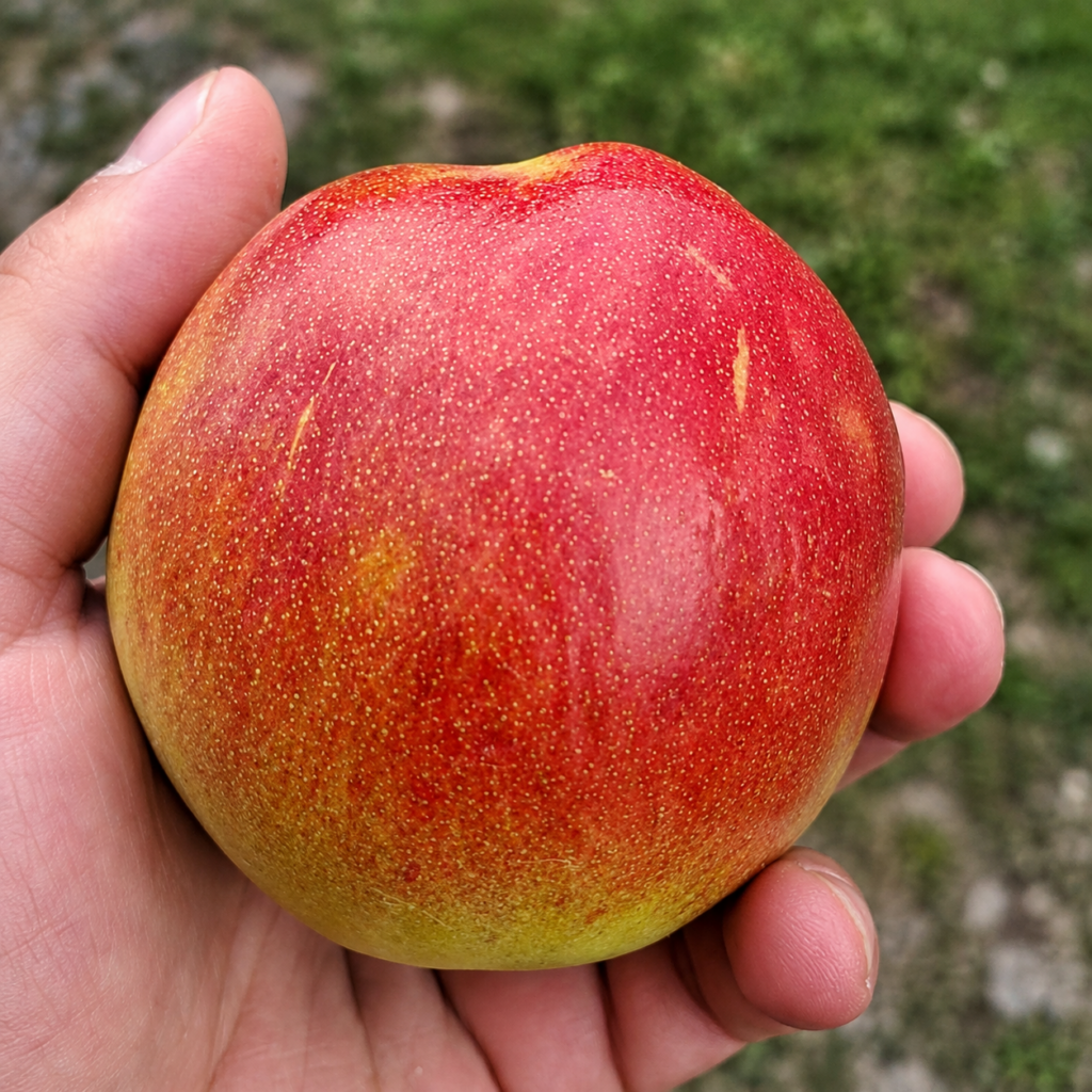 Cydomalus RED QUINCE, kont.