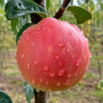 Cydomalus RED QUINCE, kont.