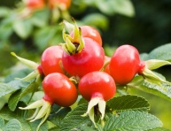 RUBRA (R.rugosa), kont.