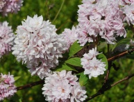 PHYSOCARPUS OPULIFOLIUS "RED BARON", C3