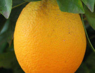 Citrus grandis „FAUSTRIME“