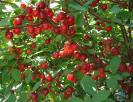 SWEET SCARLET (E. multiflora), kont.