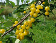 ČREMCHA "LEE" (P. virginiana), kont.