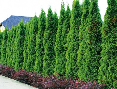 THUJA OCCIDENTALIS "SMARAGD", P9