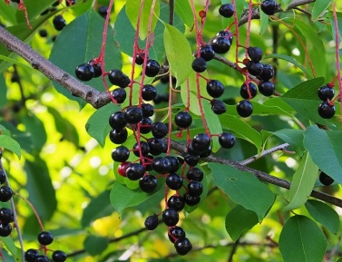 ČREMCHA "ZOŁWIN" (P. serotina), kont.