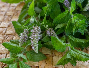 MENTHA PIPERITA, P14