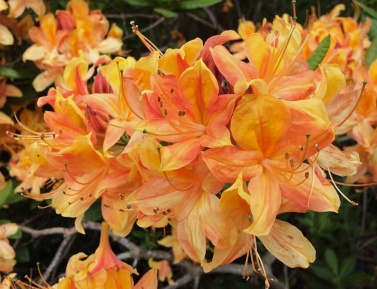 AZALEA "APRICOT", C4