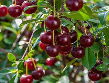 CARMINE JEWEL (P.fruticosa x P.cerasus)