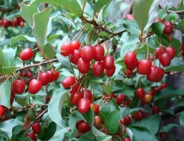 SWEET SCARLET (E. multiflora), kont.