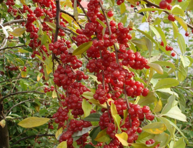 RED MILAN (E. umbellata), kont.