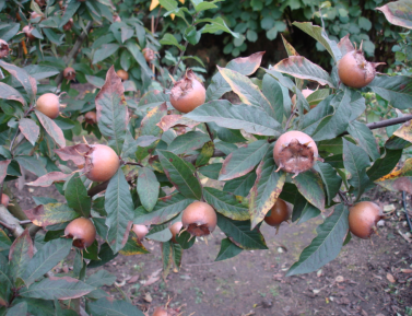 MIŠPUĽA "DELICE DES VANNES" (Mespilus germanica), kont.