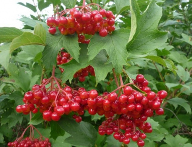 KALINA OBYČAJNÁ "SLADKOPLODNAJA" (Viburnum opulus), kont.