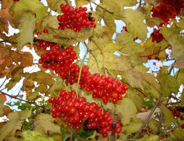 KALINA OBYČAJNÁ "TAJEZHNYJE RUBINY" (Viburnum opulus), kont.