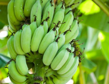 BANÁNOVNÍK "SPECIOSA" (Musa himalayensis), kont.